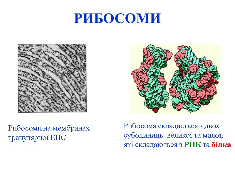 РИБОСОМИ Рибосоми на мембранах гранулярної ЕПС Рибосома складається з двох субодиниць: великої та малої,